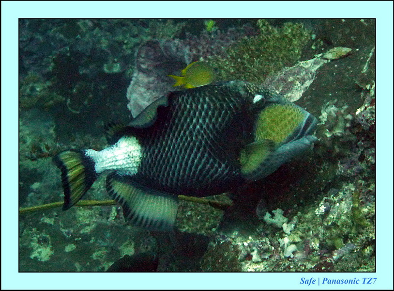 2011 - 08 - Borneo - Sipadan 002